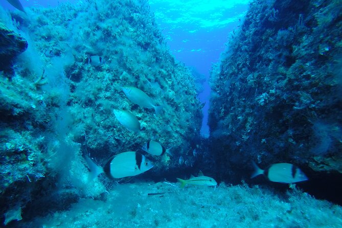 90-Minutes Glass Bottom Trip With Quick Dip - Natural sponges, not just a shop souvenir