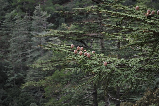Beauty, Nature and Charm of Troodos Mountains from Paphos - Omodos, wine villages, and the Monastery of the Holy Cross