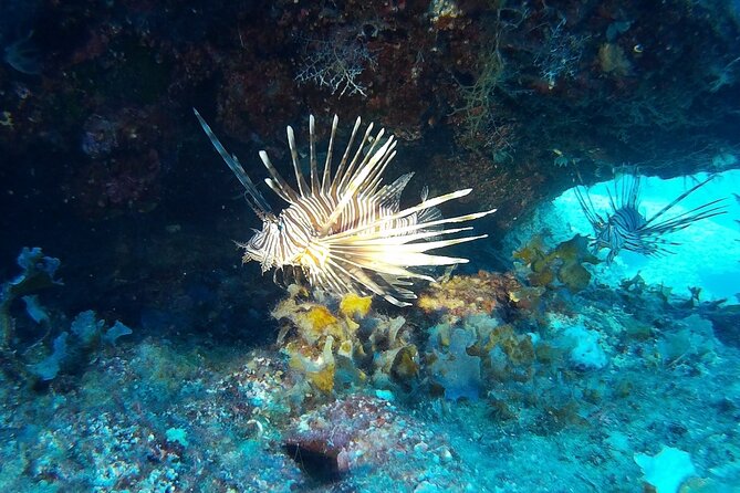 Beginners Discover Scuba Diving By Boat, Best Spot In Cyprus - Learning the basics before entering deeper water