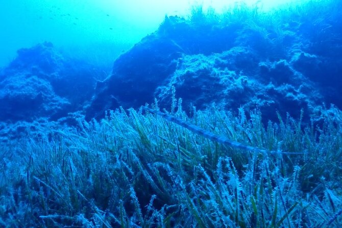 Beginners Discover Scuba Diving By Boat, Best Spot In Cyprus - What the strongest feedback tells me