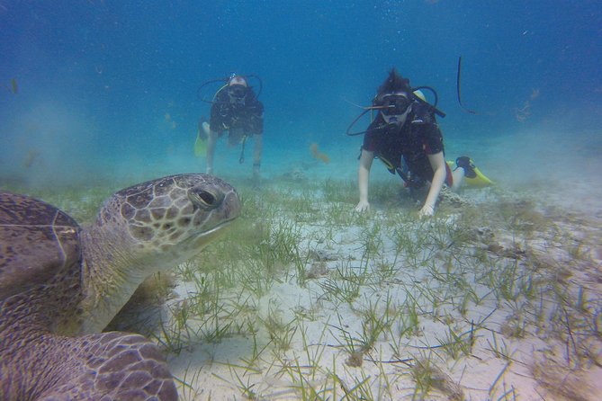 Discover Scuba diving - Green Bay Beach makes a sensible first underwater stop