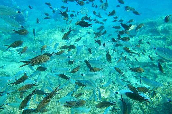 Discover Scuba Diving - Should you book the Just Scuba experience?