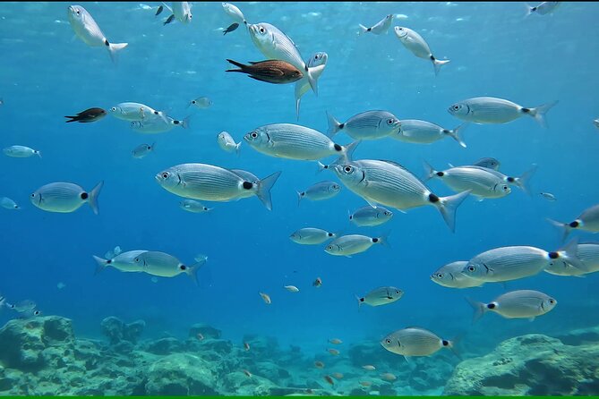 Discover SCUBA Diving with Pissouri Bay Divers - Start with paperwork, theory, and a clear safety briefing