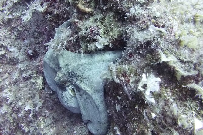 Discover SCUBA Diving with Pissouri Bay Divers - Shallow-water practice comes before the main underwater session