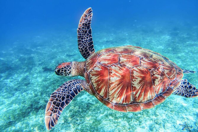 From Protaras: Turtle Cove & Blue Lagoon Cruise - What the boat provides, and what you should bring
