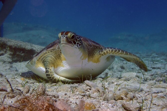 Guided snorkeling trip to the turtles in Protaras - Key points about this Protaras turtle trip