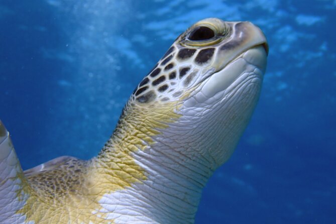 Guided snorkeling trip to the turtles in Protaras - Meeting the turtles at Green Bay Beach