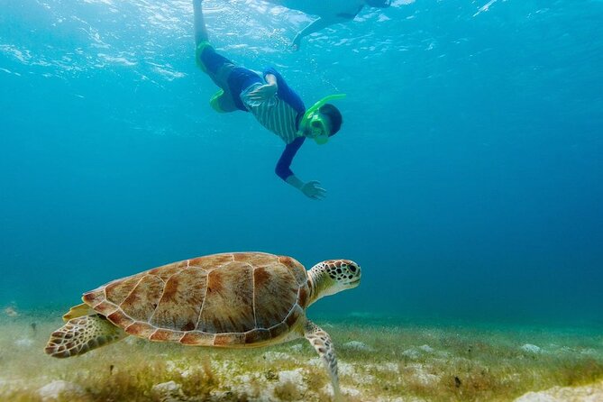 Guided snorkeling trip to the turtles in Protaras - Respecting the turtle encounter