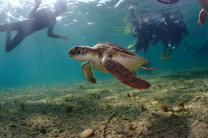 Half-Day Scuba Diving Tour - Discover Scuba Diving! - What you will actually see below the surface