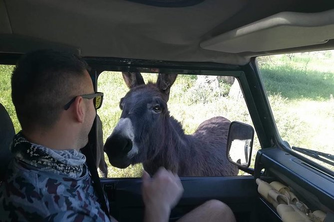 Jeep Safari to Akamas National Park: Avakas Gorge Tour from Paphos - Akamas forest and the seasonal swimming stop
