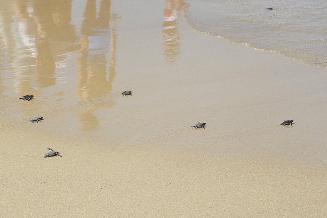 Jeep Safari to Akamas National Park: Avakas Gorge Tour from Paphos - Edro III closes the day by the sea