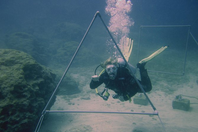 Local Guided Dives (for certified/licensed divers) - Paperwork, Equipment, and the Safety Briefing
