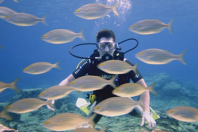 Local Guided Dives (for certified/licensed divers) - DeCosta Bay and Crystal Cove: The Best Chances for Wildlife