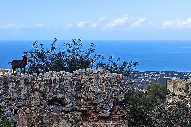 Nature Walking tour in the Mediterranean Cyprus-6days - Key points to know before booking