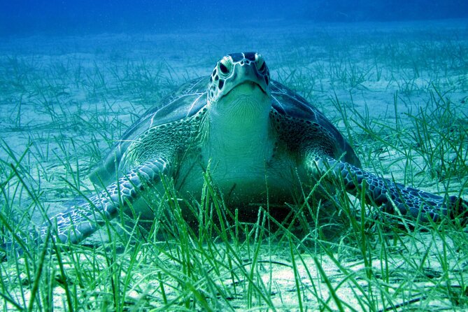 Private Discovery Dive + Photos & Videos - A private first step into scuba