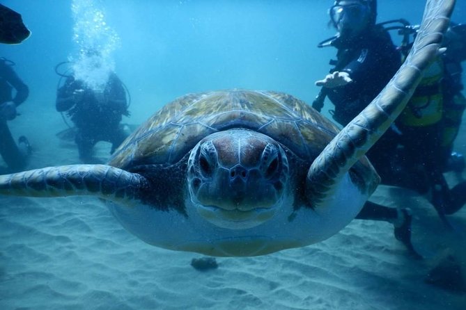 Private Diving at Zenobia Wreck in Larnaka - What you may see, and what you should not expect