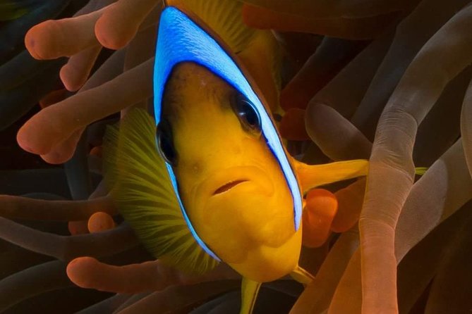 Private Diving at Zenobia Wreck in Larnaka - Is $187.53 good value?