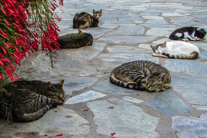Private Full-Day Tour to Cyprus Monasteries - Who should book this mountain day