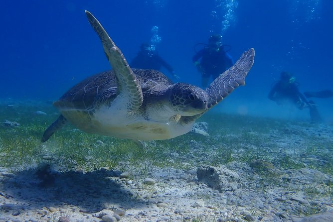 Scuba Diving Activity in Pernera - Who will enjoy this experience most