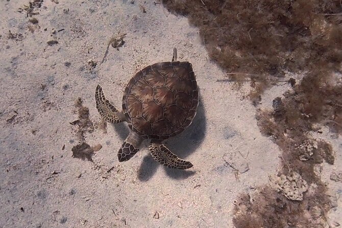 Scuba Diving Experience (10+ Years) AND Free Edited Video - Why the morning time matters