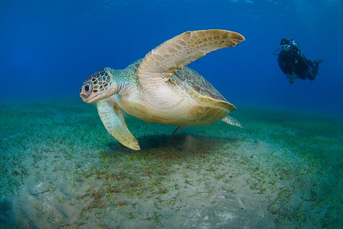 Scuba Diving Experience & MUSAN Dive + Free Edited Video 2xdives - What the Discover Scuba session covers