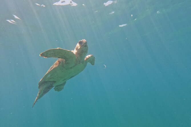 snorkeling ,Turtle Watching in Cyprus - Conservation is part of the experience