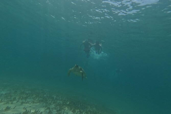 snorkeling ,Turtle Watching in Cyprus - Water temperature, wetsuits, and what to pack