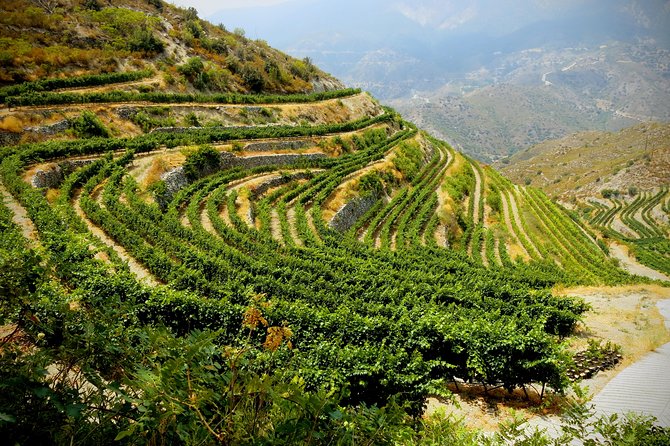 Troodos Mountains Grape Escape: All Inclusive Food & Wine Tour - The surprise bonus stop