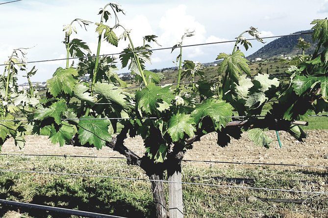 Troodos Mountains Grape Escape: All Inclusive Food & Wine Tour - Who will enjoy this day most