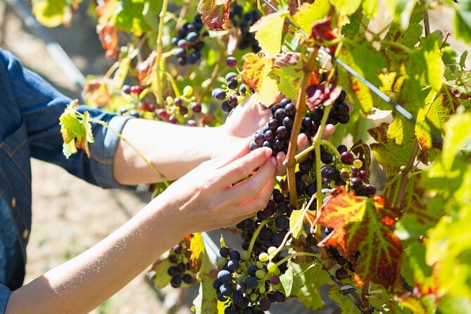 Troodos Mountains Grape Escape: All Inclusive Food & Wine Tour - Who should book this six-hour outing