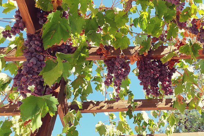 Troodos Mountains Vino Venture: All Inclusive Full Day Wine Tour - Leaving Paphos for the mountain villages