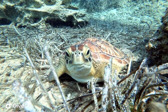 Try a Scuba Diving Experience - The staff make the difference