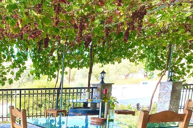 Wine Tasting and Winery Tour in Lemona Village, Paphos - Bread, cheese, and a terrace above the vines